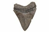 Serrated, Fossil Megalodon Tooth - South Carolina #208581-1